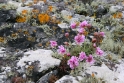 Lichen Ireland
